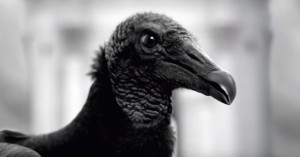 gallinazo avisa