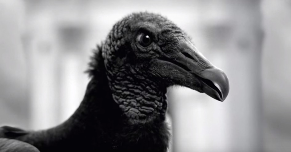 gallinazo avisa