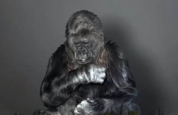  La gorila Koko tiene un mensaje para la COP21