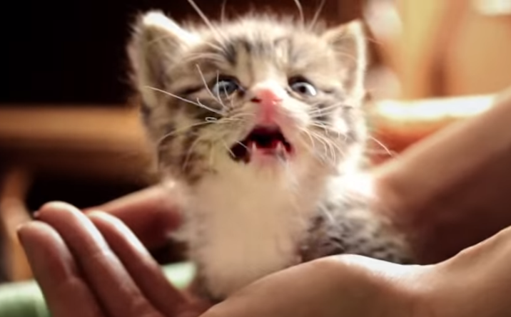 Los gatos son los protagonistas de esta nueva campaña de Truth.