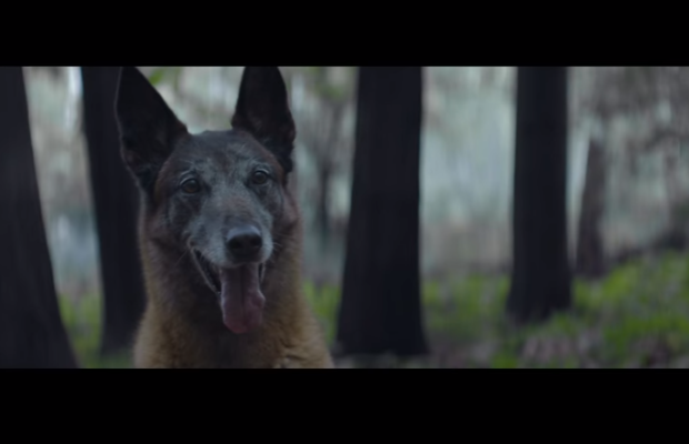  ¿Qué le pasaría a tu mascota si la abandonas?