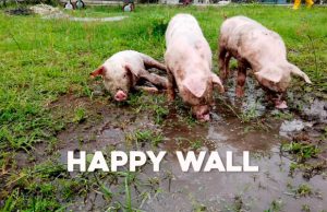 Destacada Happy Wall accion social Tsingtao Laika Grey