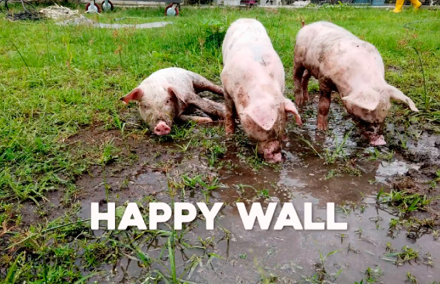  Happy Wall: la acción social de Tsingtao hecha por Laika Grey
