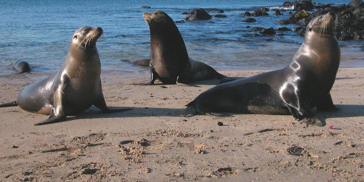  “Breathe Again” campaña que busca abrir paso a la reactivación del turismo nacional e internacional en Galápagos.
