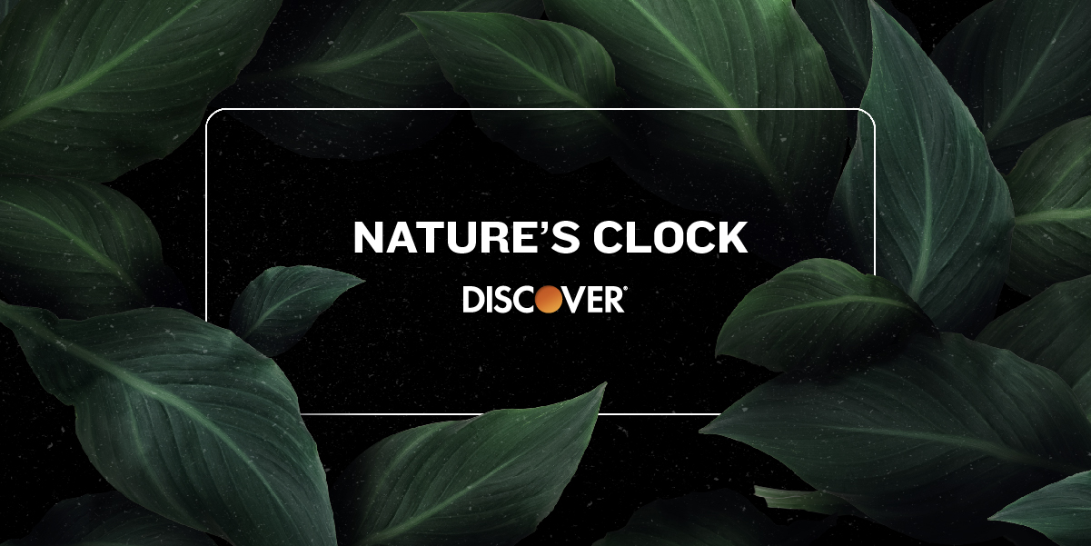  Nature’s Clock: La sorpresiva acción de Discover y MullenLowe Delta para pedir #TiempoExtraAlPlaneta